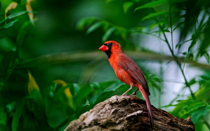 A red cardinal bird perched on a log