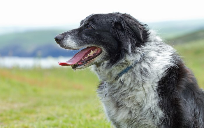 Black and white Border Collie dog panting outdoors