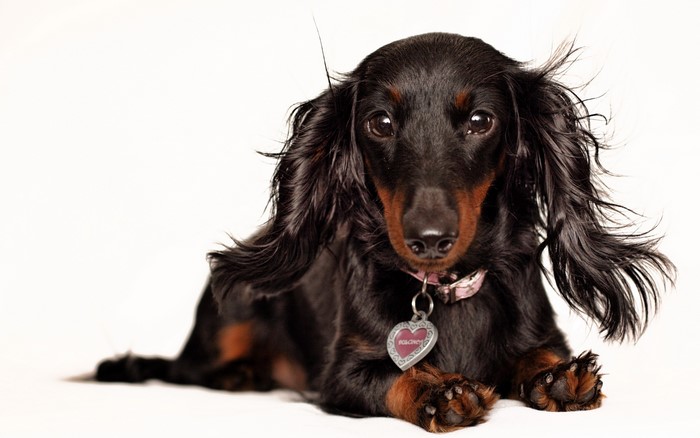 Long-haired black and tan Dachshund dog