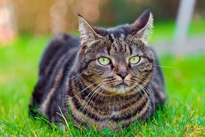 Tabby cat lying on grass