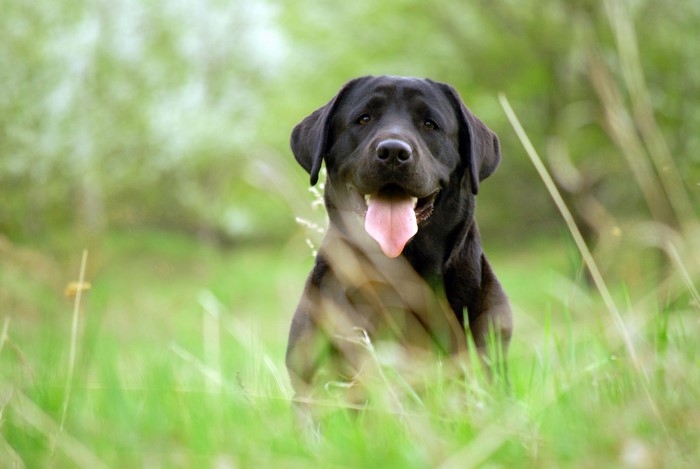 Black Labrador Retriever dog in grass