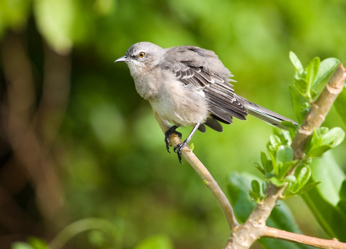 Northern Mockingbird perched on a branch