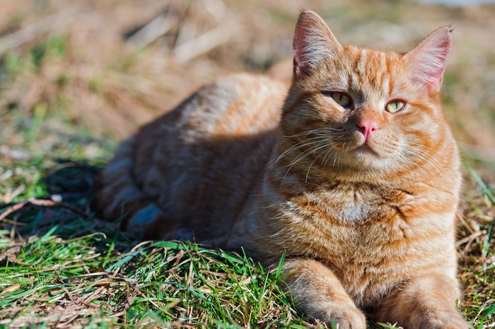 Orange tabby cat lying on grass