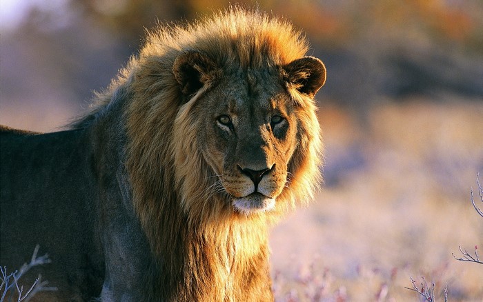 Close-up of a male lion's face