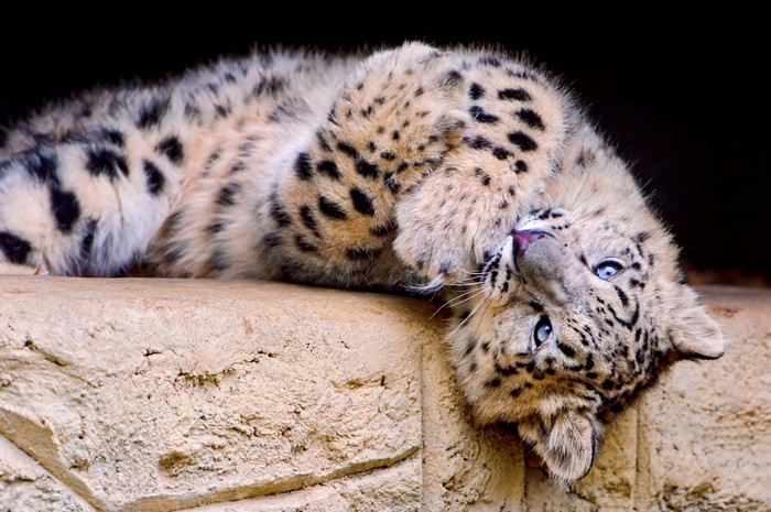 Snow leopard cub lying on its back