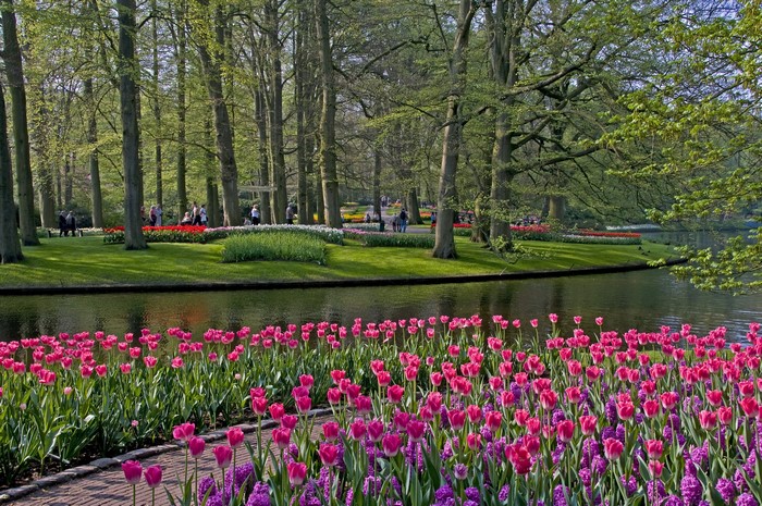 Tulips and Hyacinths in Keukenhof Gardens, Netherlands