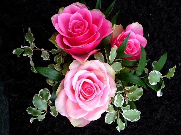 Pink and deep pink roses with green foliage