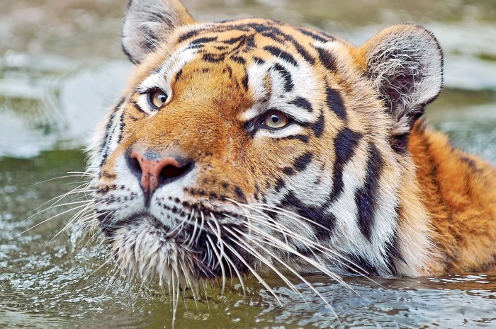 Tiger swimming in water