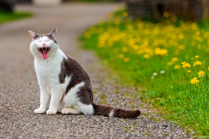 A cat yawning on a gravel path with yellow flowers