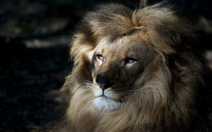 Close-up of a male lion's face