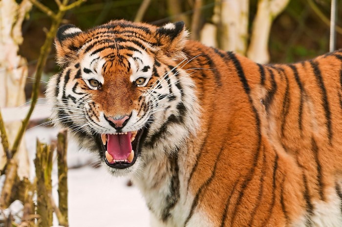 Tiger roaring in the snow