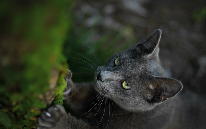 Gray cat scratching mossy tree trunk