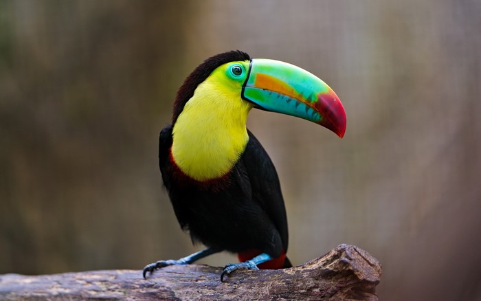 Keel-billed Toucan perched on a branch