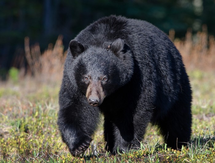Black bear walking in a grassy field