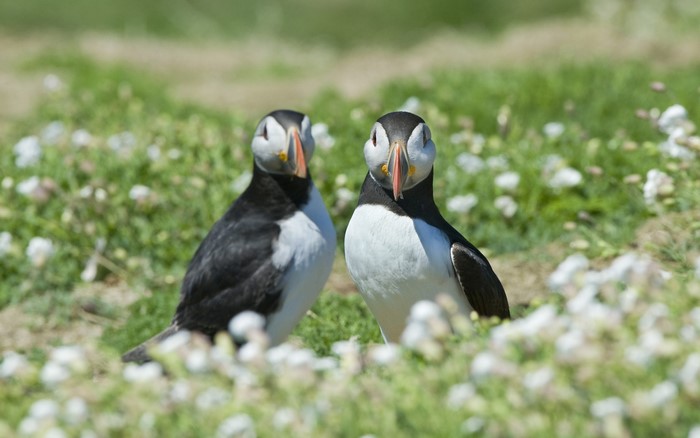 Two puffins standing in a field of flowers
