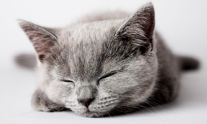 Gray kitten sleeping on a white surface