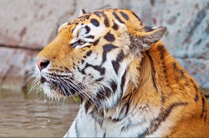 Tiger in water