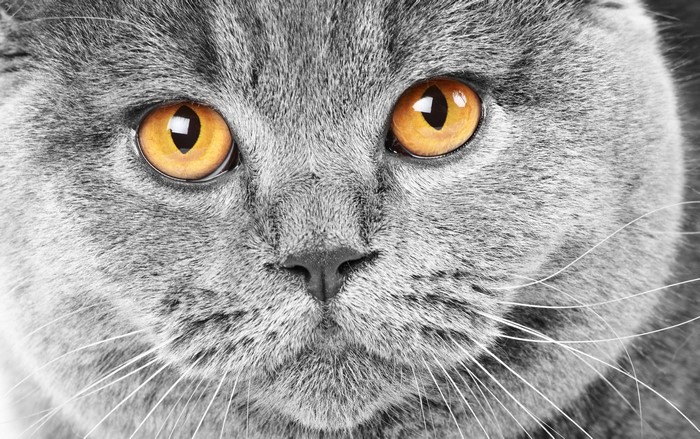 Close-up of a British Shorthair cat's face