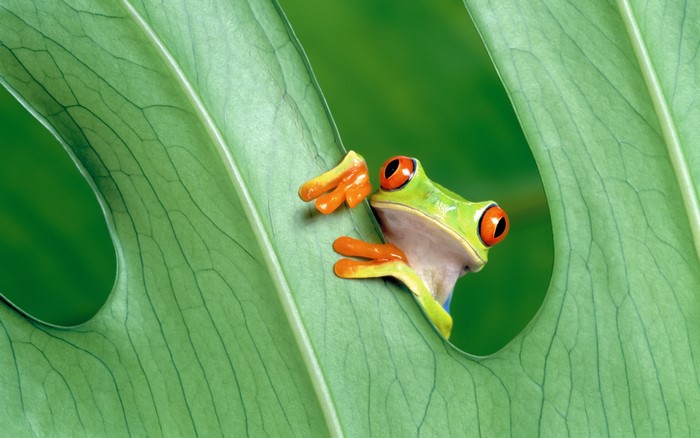 Red-eyed tree frog peeking from a leaf