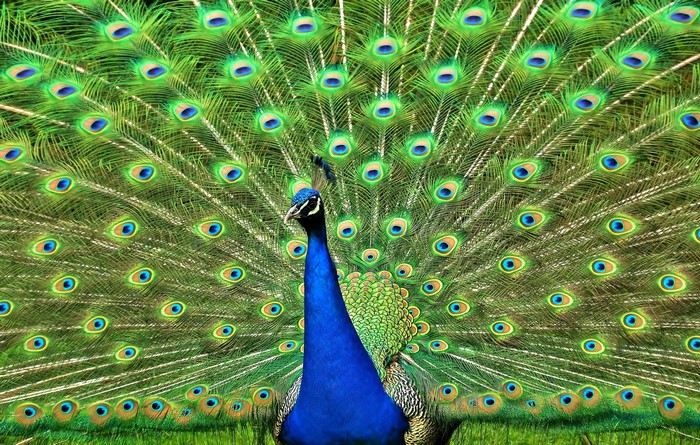Peacock displaying its fanned tail feathers