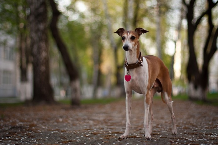 Whippet dog with heart tag in park