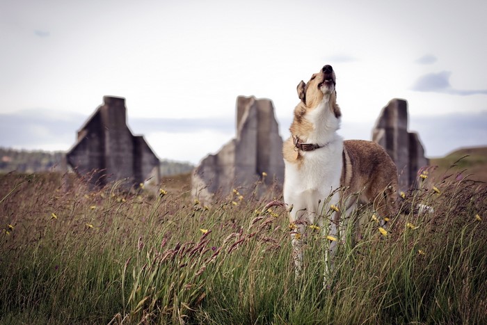 A dog howls in front of ruined structures