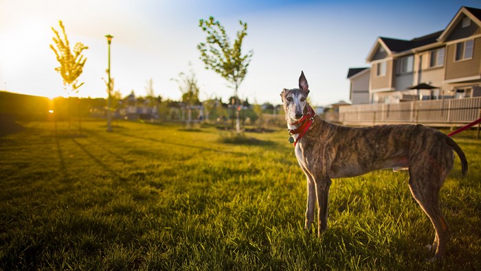 Brindle Greyhound Dog in a Park at Sunset