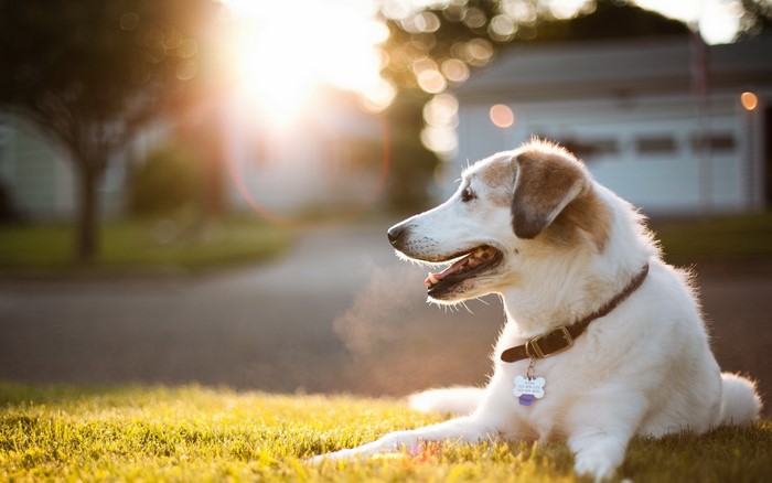 Dog lying on grass during sunset