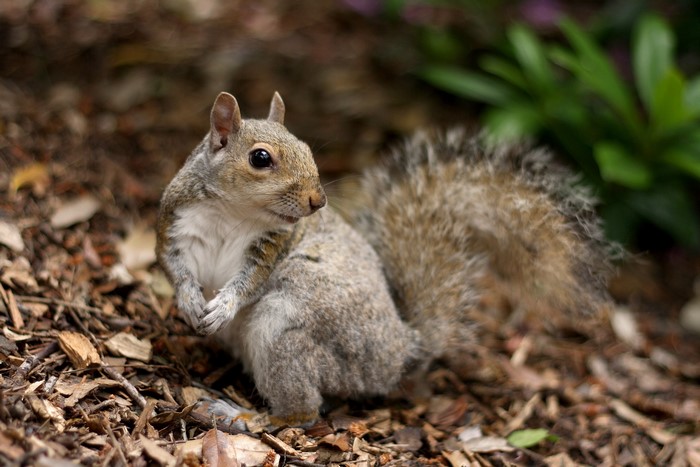 A squirrel sits on the ground with its paws clasped.