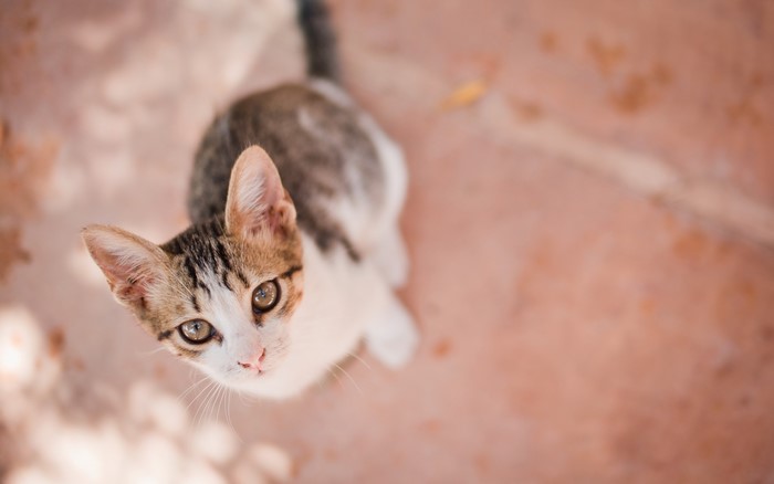 A tabby kitten looking up