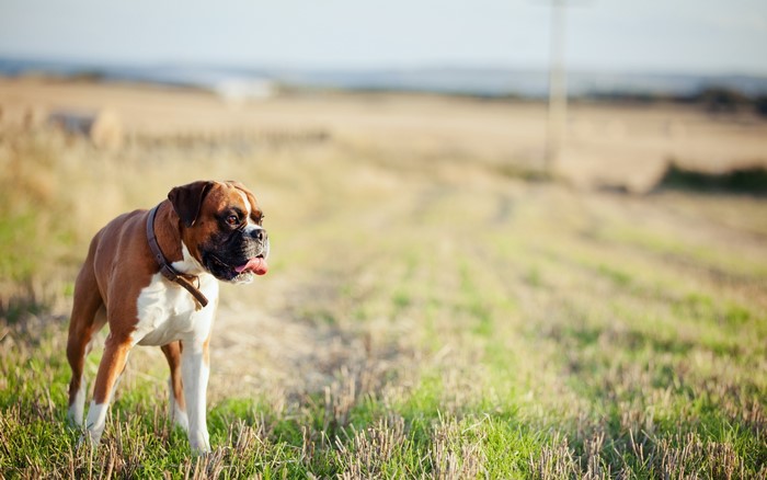 Boxer dog standing in a field