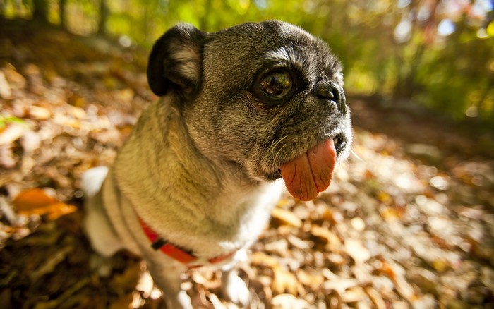 Pug dog with tongue sticking out in autumn forest