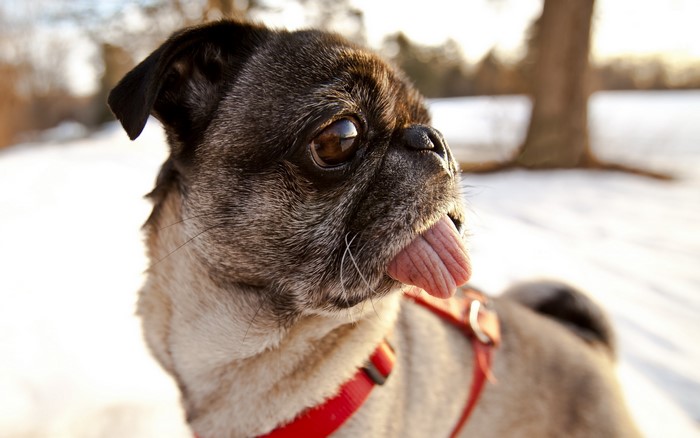 Pug dog with tongue sticking out in snow