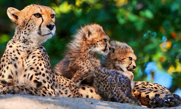 Mother cheetah with three cubs resting