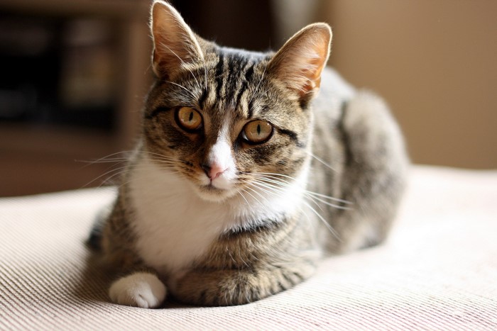 Tabby cat with white chest and paws