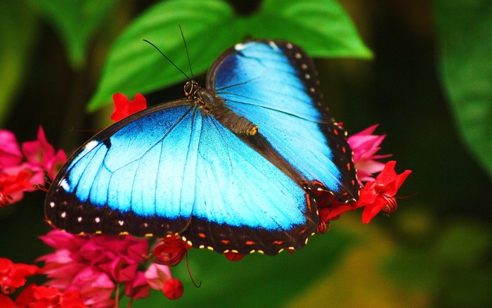 Blue Morpho butterfly on red flowers