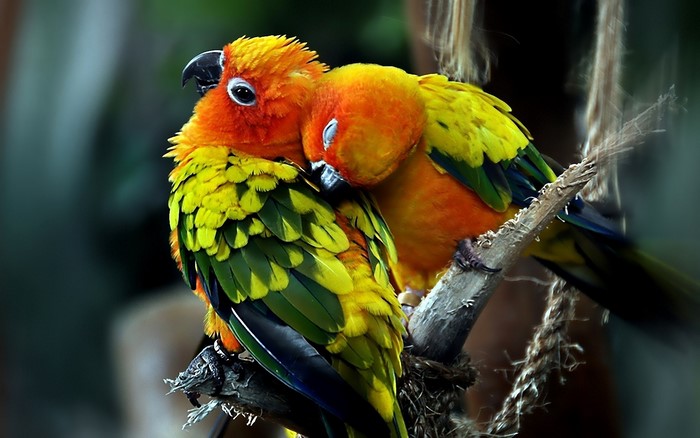 Two Sun Conure parrots cuddling on a branch