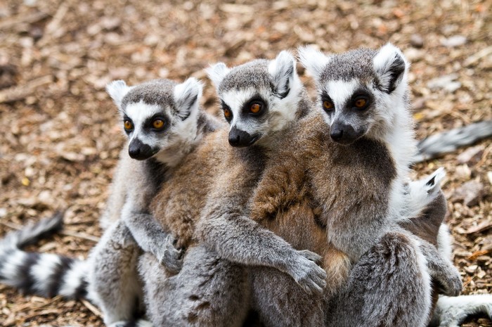 Ring-tailed lemurs huddled together on the ground