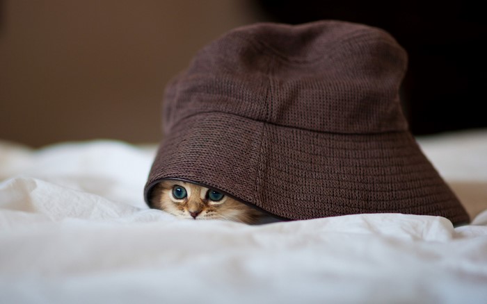 Kitten peeking out from under a brown hat