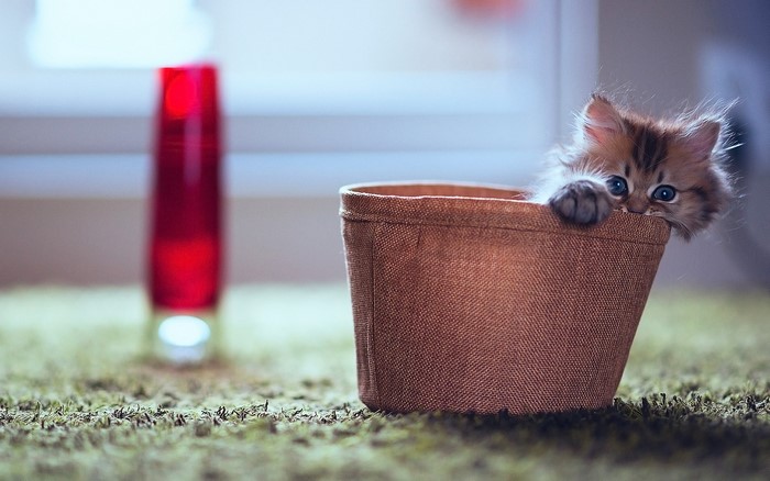 Fluffy kitten peeking out of a basket