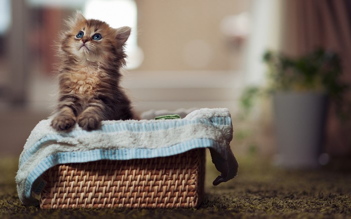 Fluffy kitten sitting in a basket
