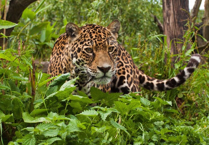 Jaguar resting in lush green foliage