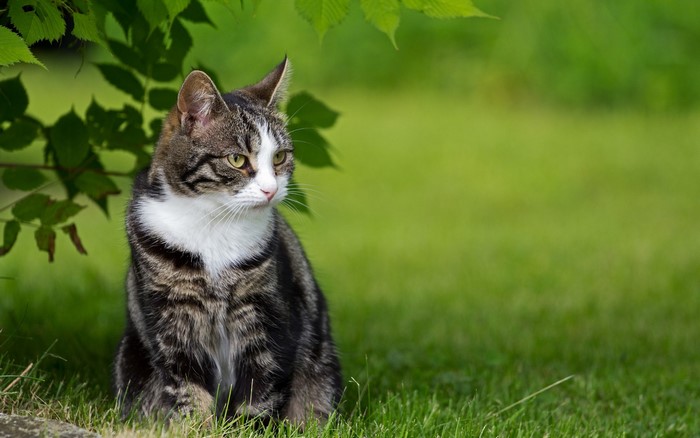 Tabby cat sitting on grass under leaves