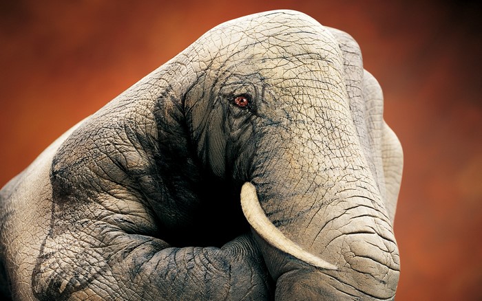 Elephant face formed from a human fist