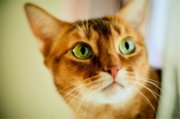 4K Abyssinian Cat with Green Eyes