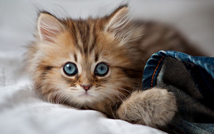 Adorable Fluffy Kitten with Blue Eyes