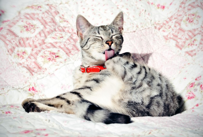 Tabby cat with red collar grooming itself
