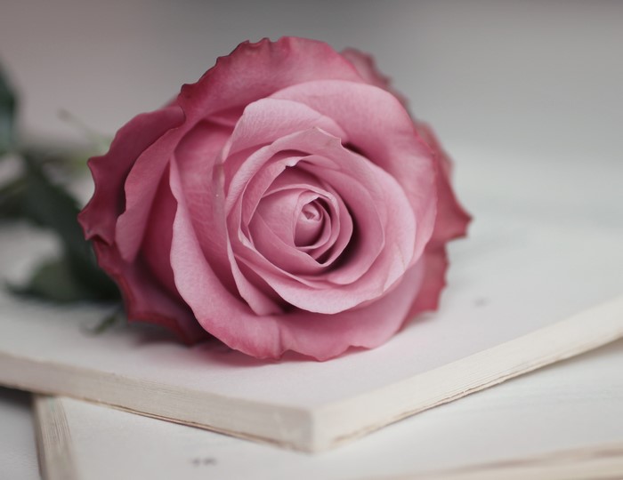 A single pink rose on a book