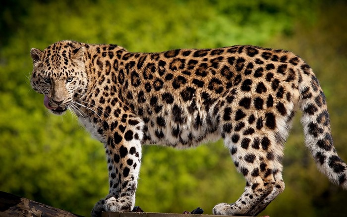 Leopard licking its nose