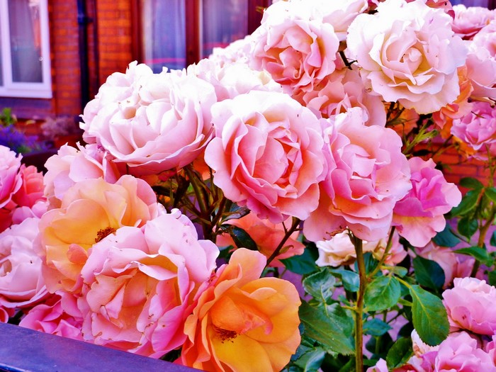 A cluster of pink and orange roses